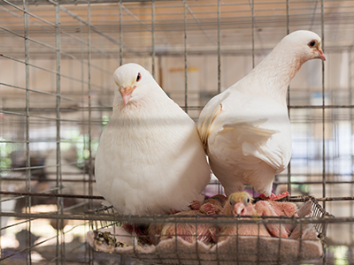 肉鸽养殖的三个注意事项