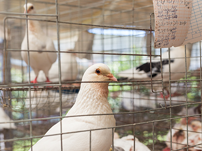 鸽子的养殖技巧和喂养