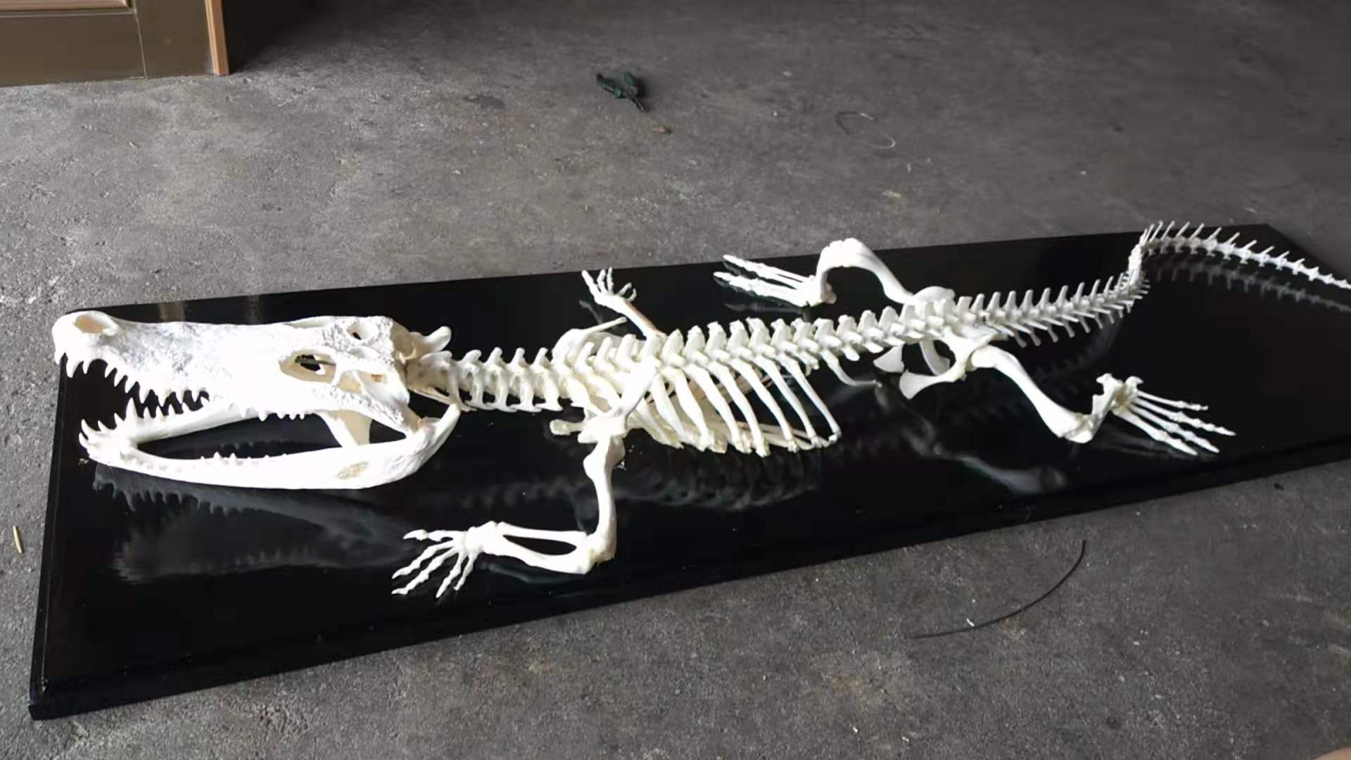 派克鳄 恐龙 蜥脚类 巨型 怪物 生物 蜥蜴 远古生物 灭绝的动物 古生物 兽脚-cg模型免费下载-CG99