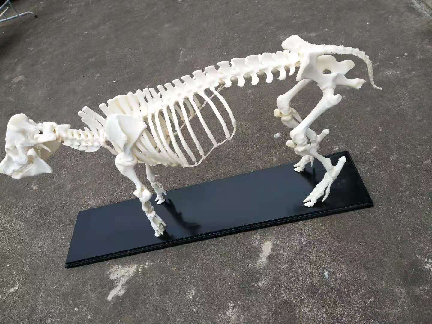 解剖标本（犬齿右侧观）-解剖（骨骼）标本-河南卓普教学用品有限公司