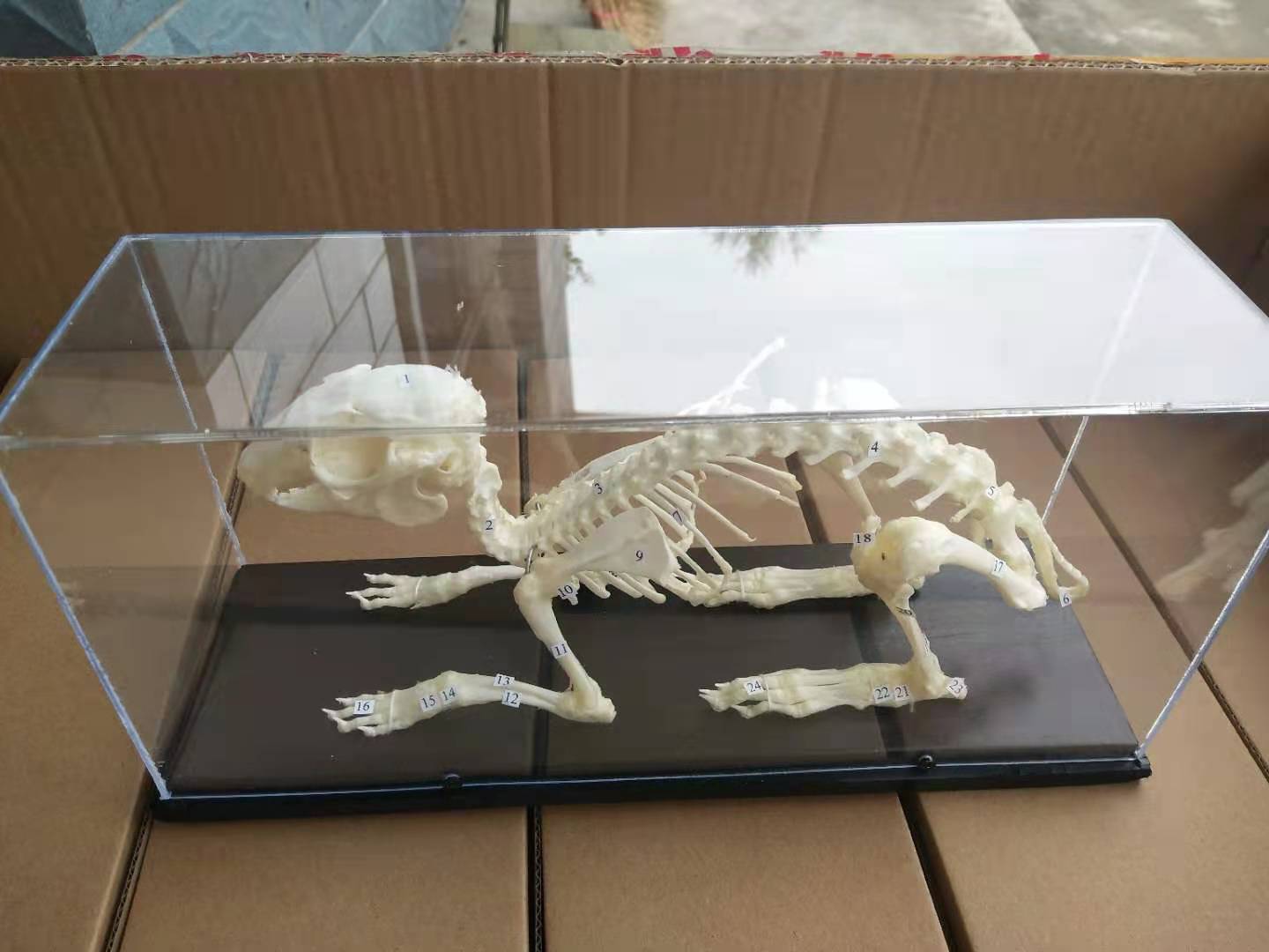 中小型哺乳动物骨骼标本制作方法 - 知乎